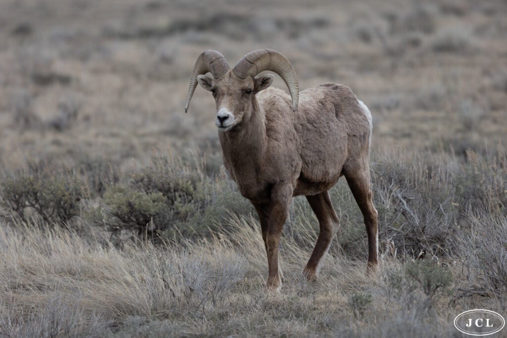 Ram tough