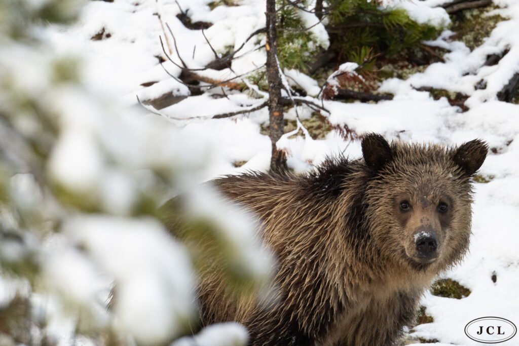 Grizzly Cub, May Snow