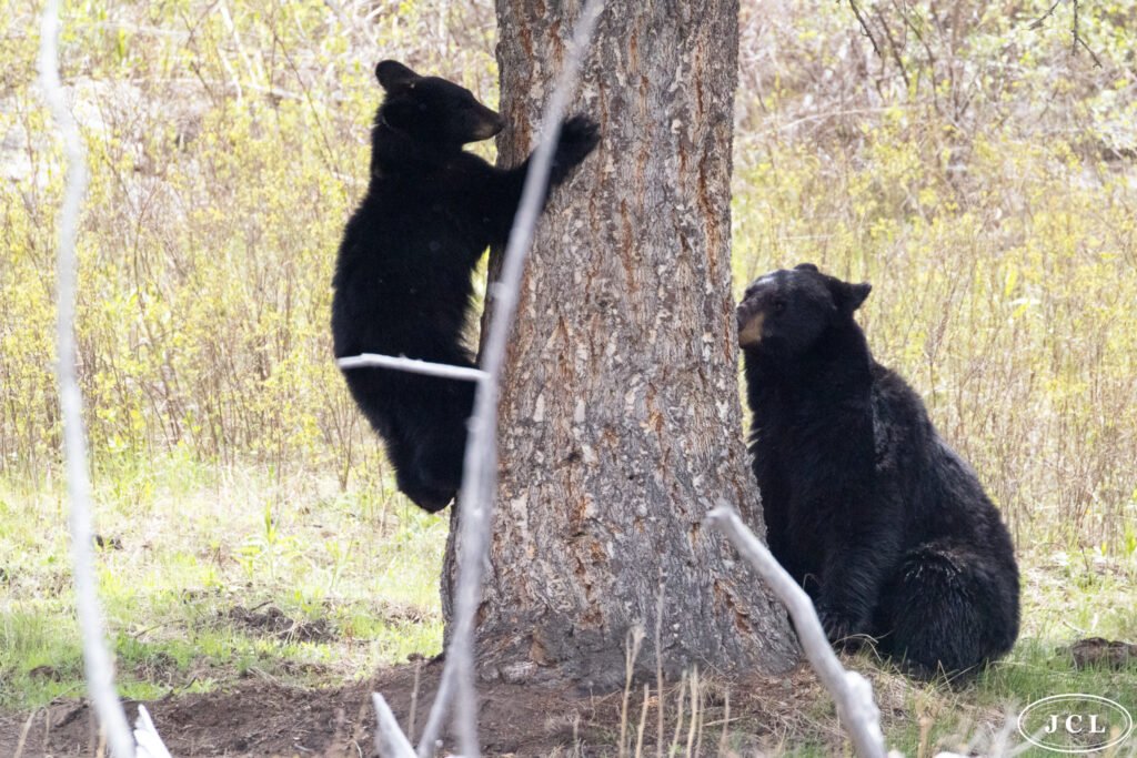 Black Bear, Cub in the Tree