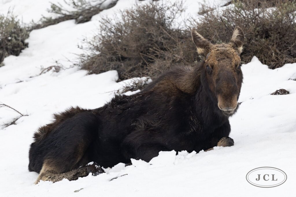 Bedded Moose