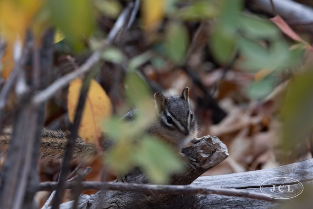 Least Chipmunk