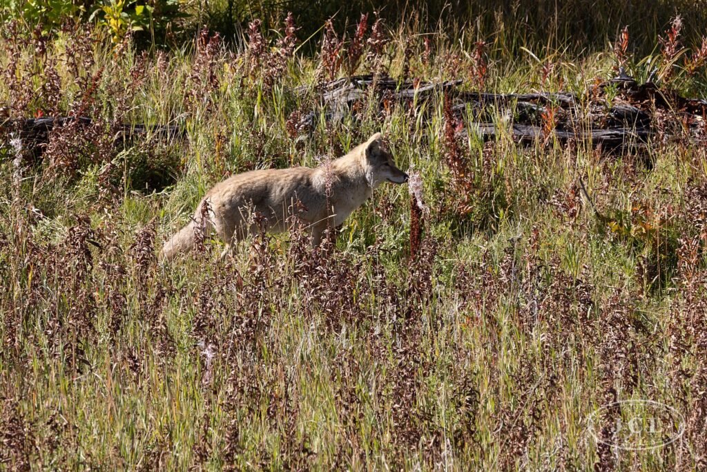 Coyote
