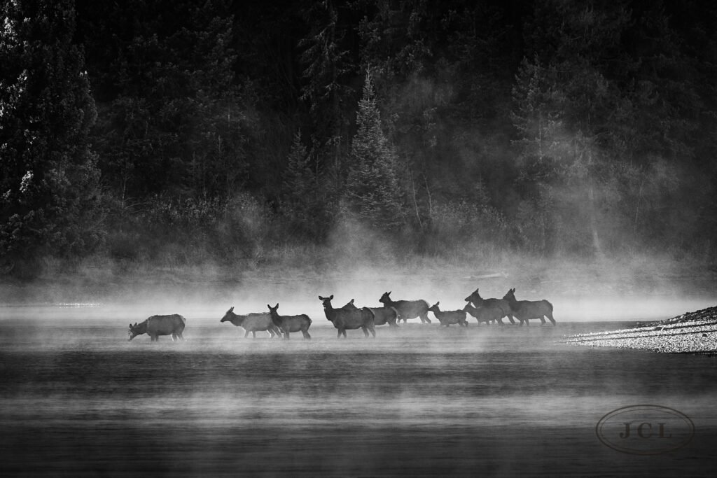 Elk in the River Mist