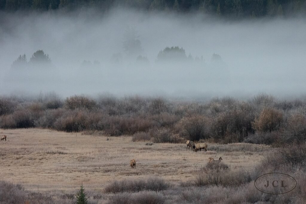 Fog on the Meadow