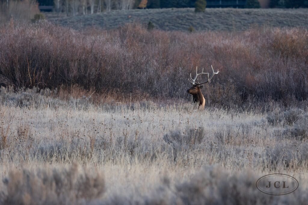 Frost Bull Elk