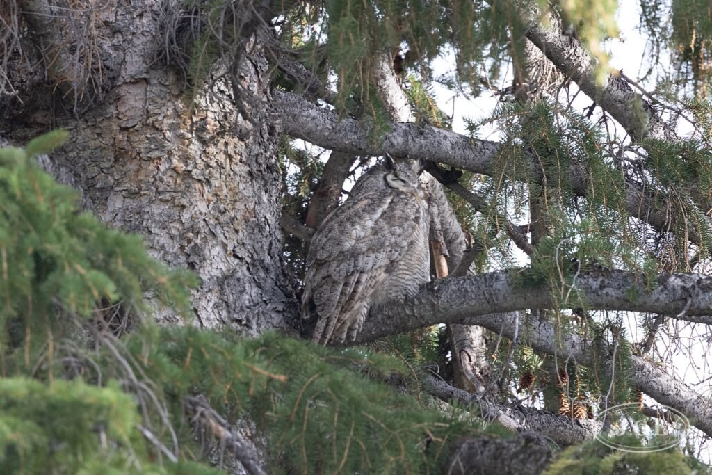Great Horned Owl