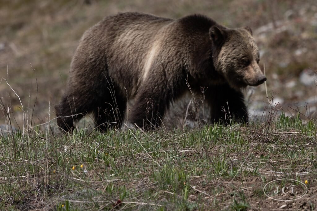 Silvertip