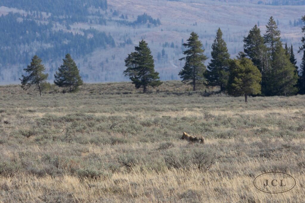 Lone Pines