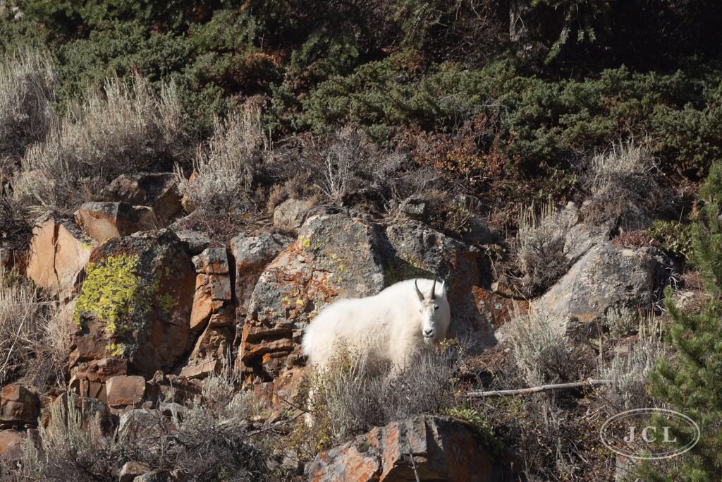 Mountain Goat