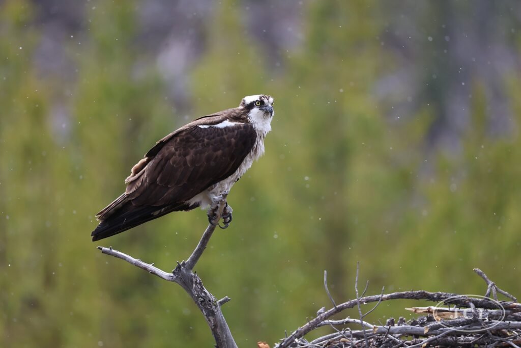 At the Nest