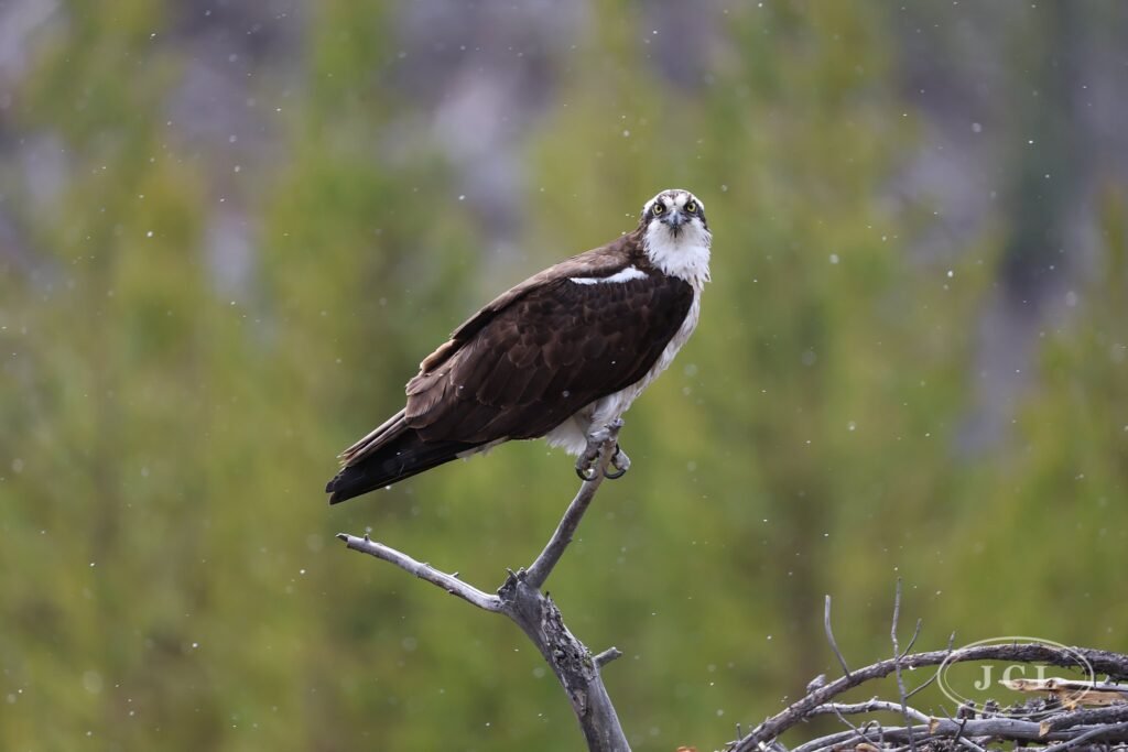 Osprey — the stare