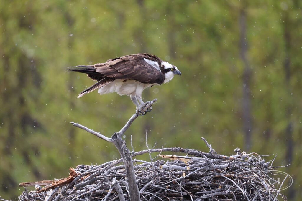 Osprey — a minute earlier