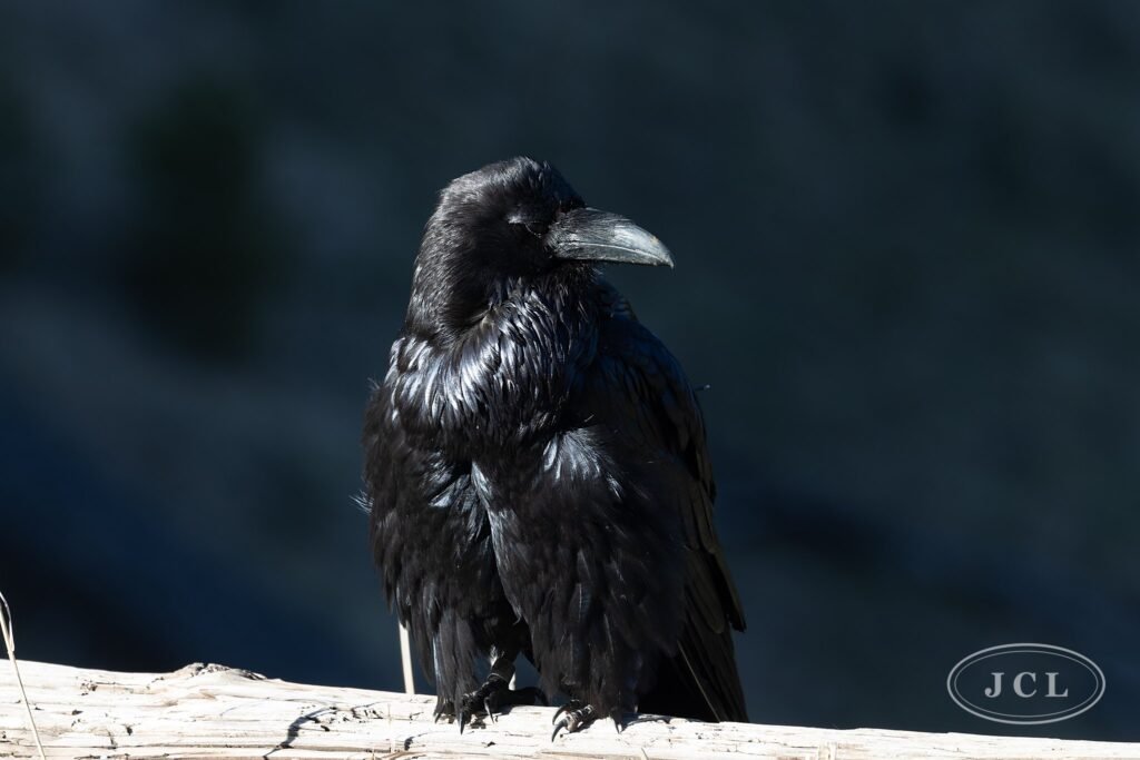 Raven