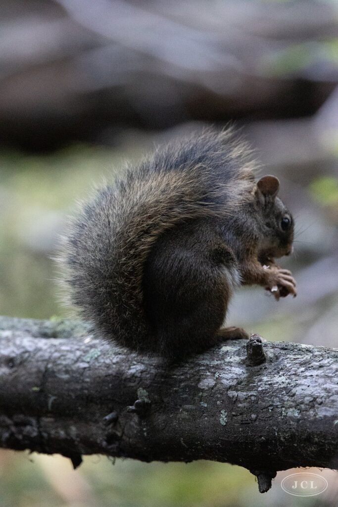Red squirrel on a branch