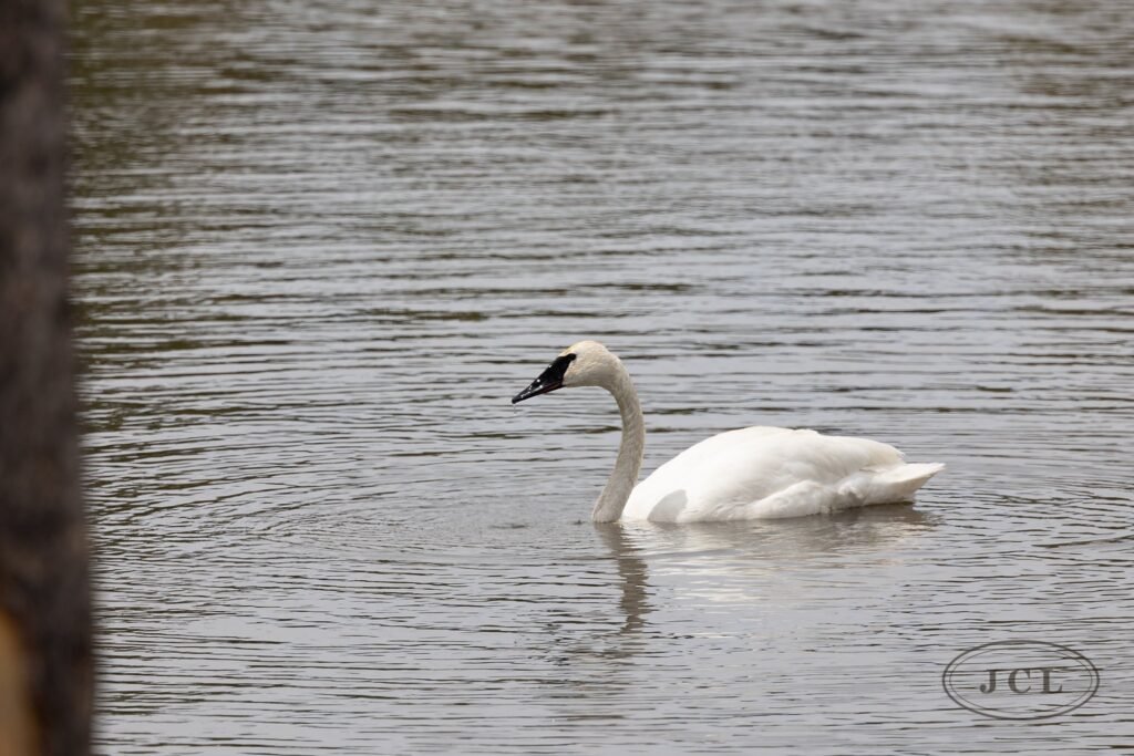 Trumpeter Swan