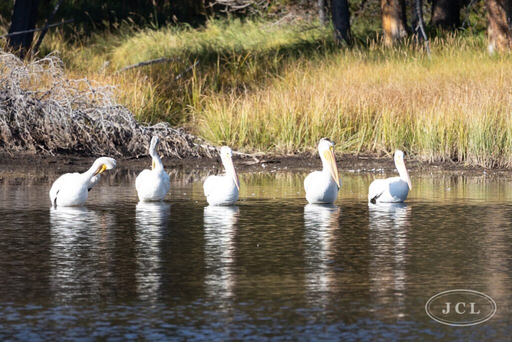 White pelicans, five in a row